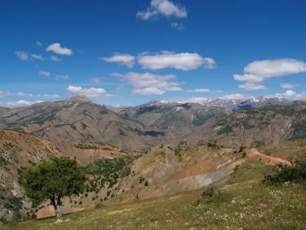 Ağaçkorur (Beyrok)