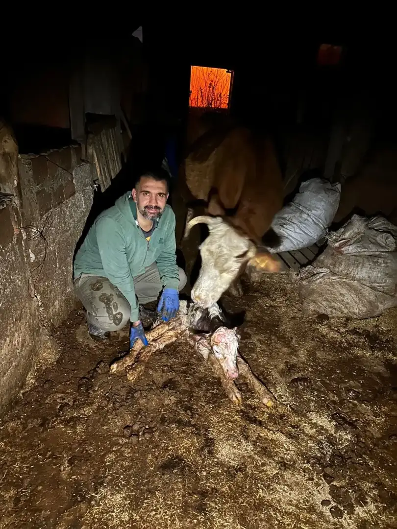 Soğukta Doğan Buzağıya Soba İle Bakım