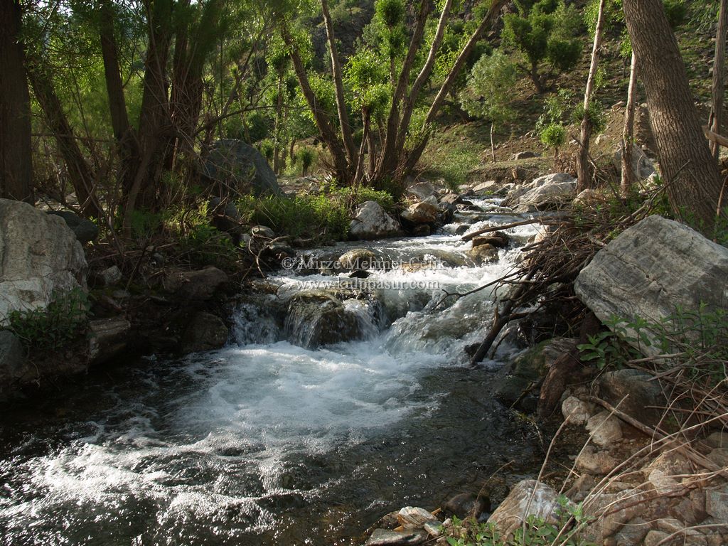 AĞAÇKORUR(BEYROK)