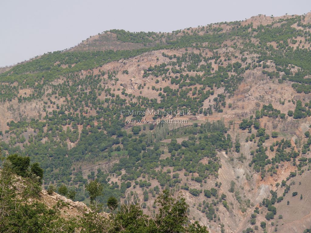 AĞAÇKORUR(BEYROK)