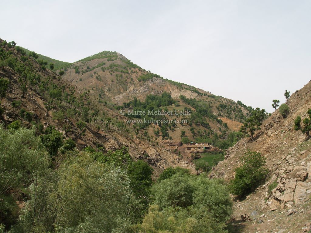 AĞAÇKORUR(BEYROK)