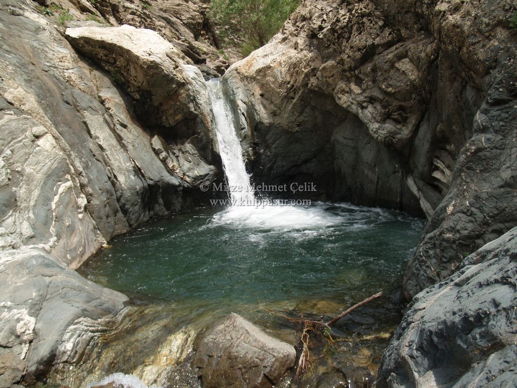 AĞAÇKORUR(BEYROK)