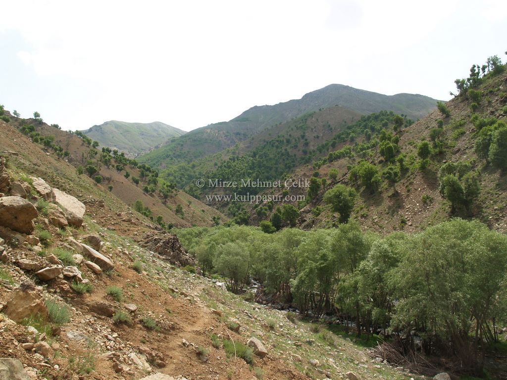 AĞAÇKORUR(BEYROK)