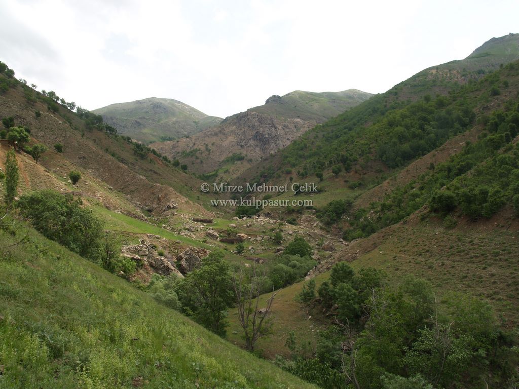 AĞAÇKORUR(BEYROK)