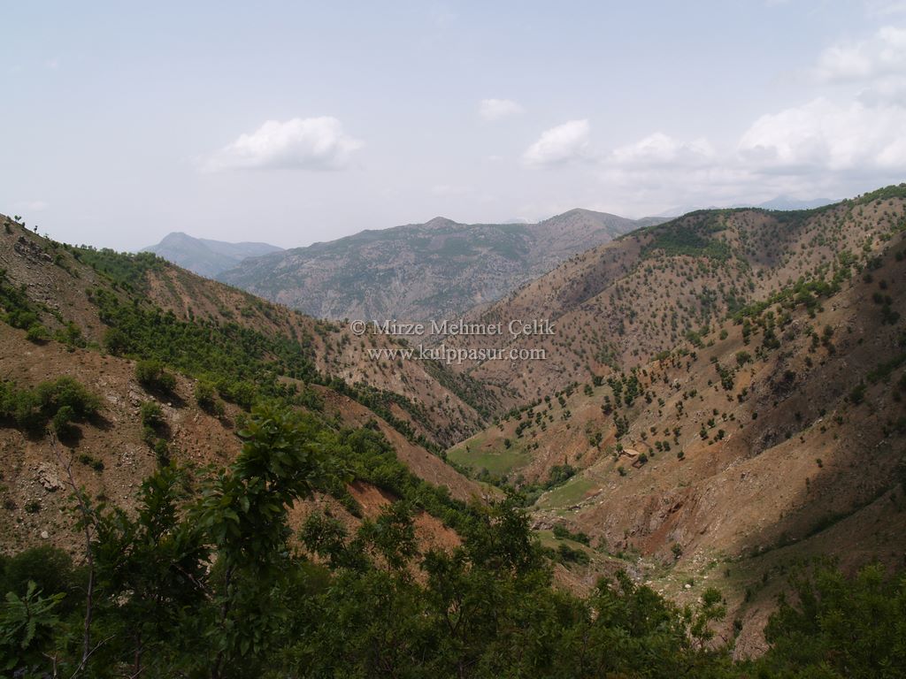 AĞAÇKORUR(BEYROK)