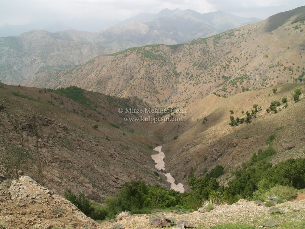 AĞAÇKORUR(BEYROK)