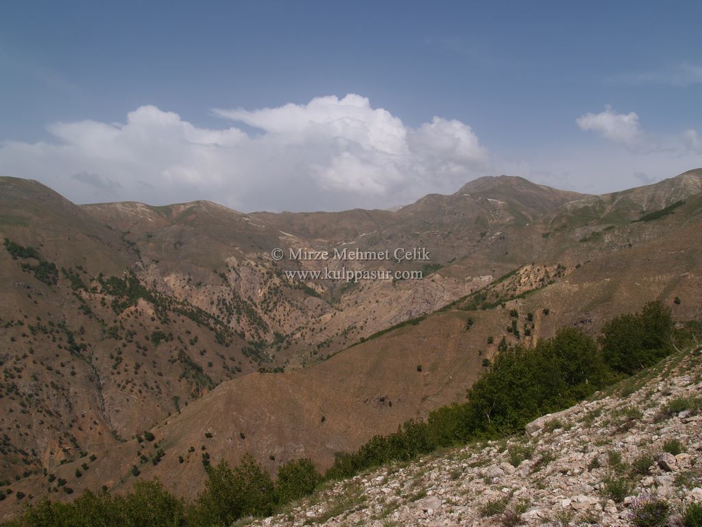 AĞAÇKORUR(BEYROK)