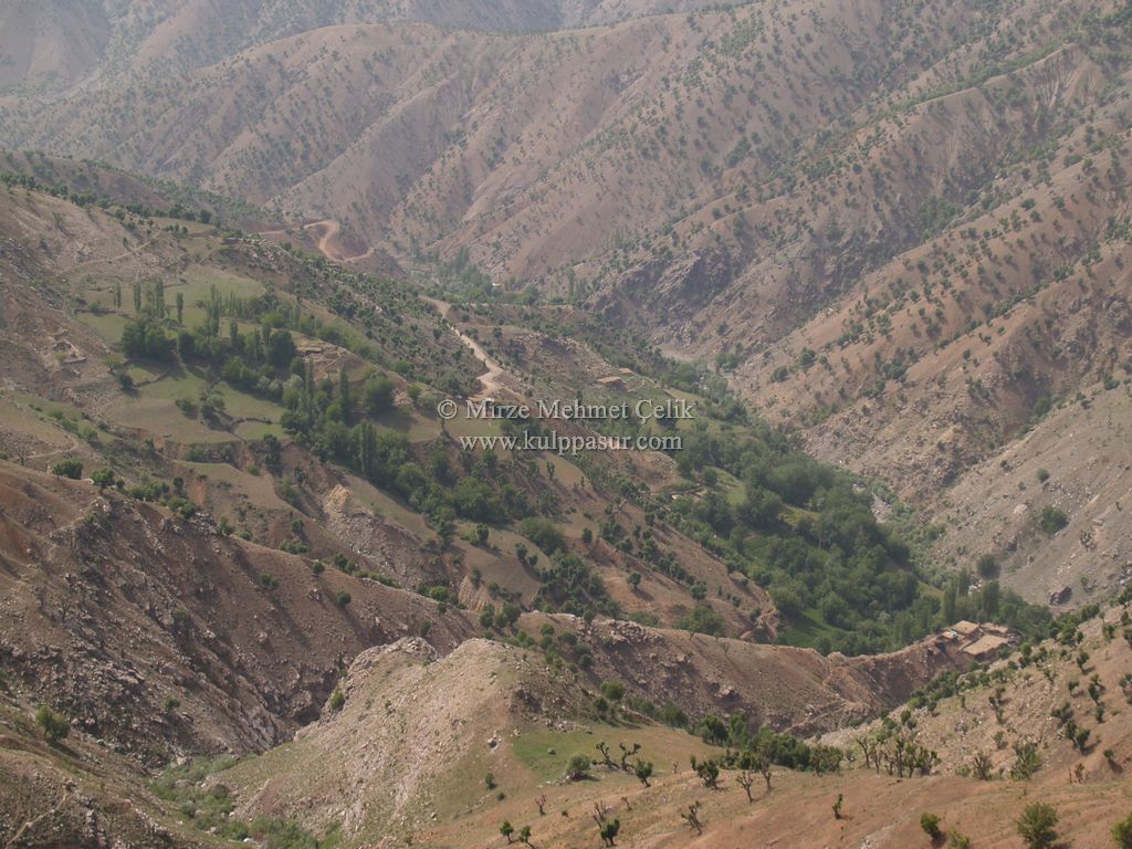 AĞAÇKORUR(BEYROK)