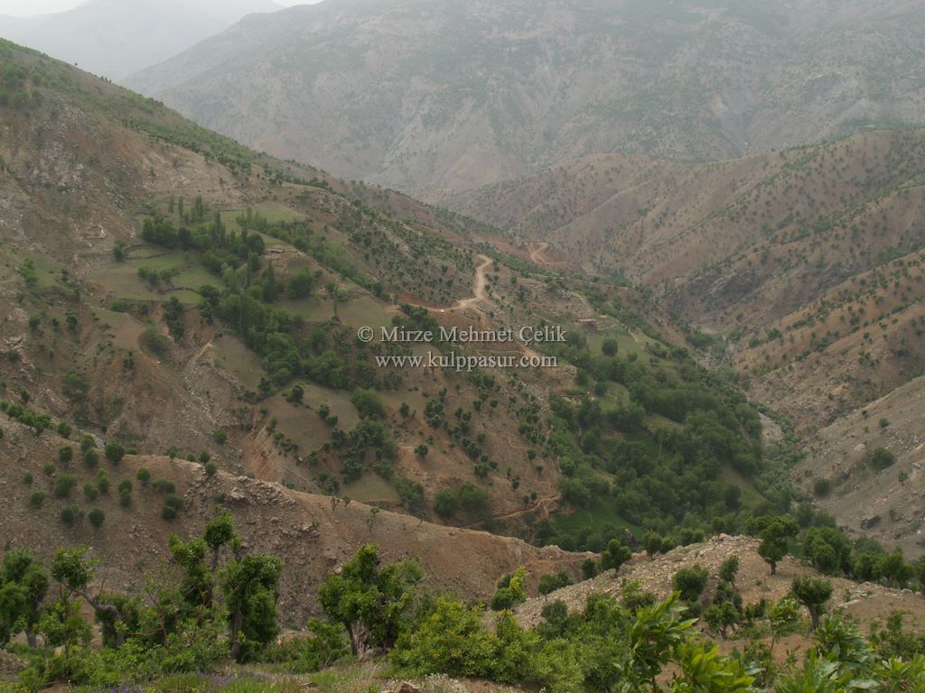 AĞAÇKORUR(BEYROK)