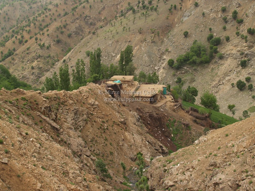 AĞAÇKORUR(BEYROK)