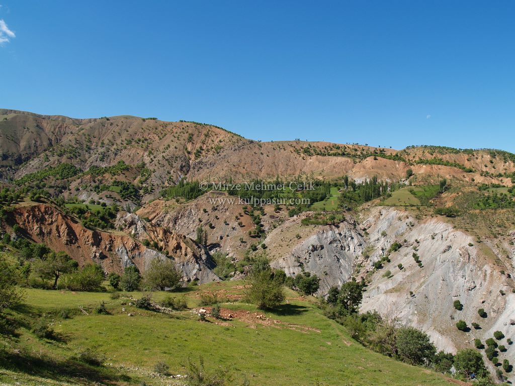 AĞAÇKORUR(BEYROK)
