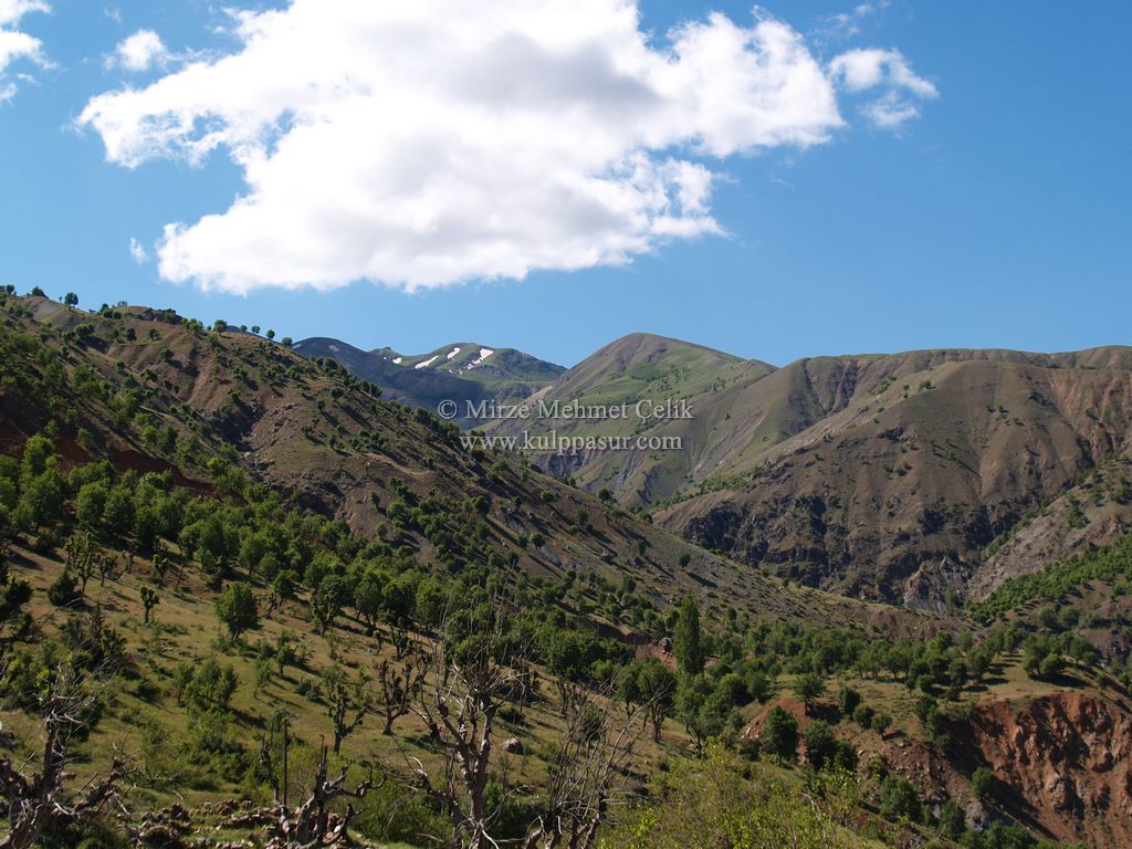 AĞAÇKORUR(BEYROK)