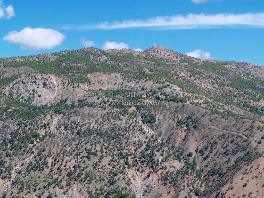 AĞAÇKORUR(BEYROK)