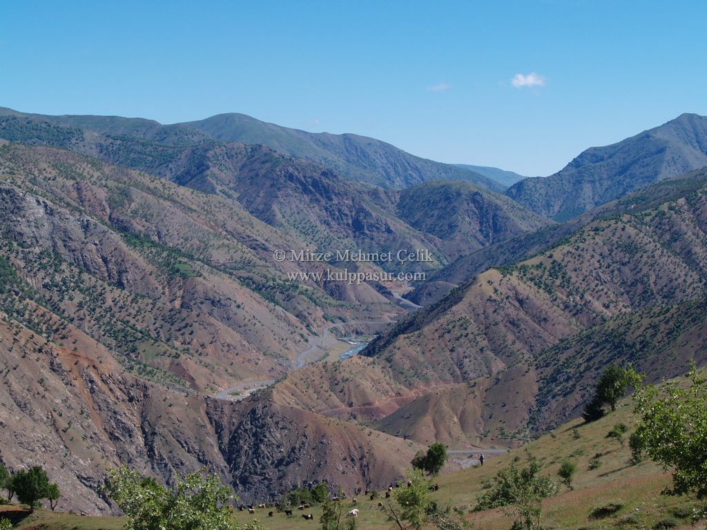 AĞAÇKORUR(BEYROK)