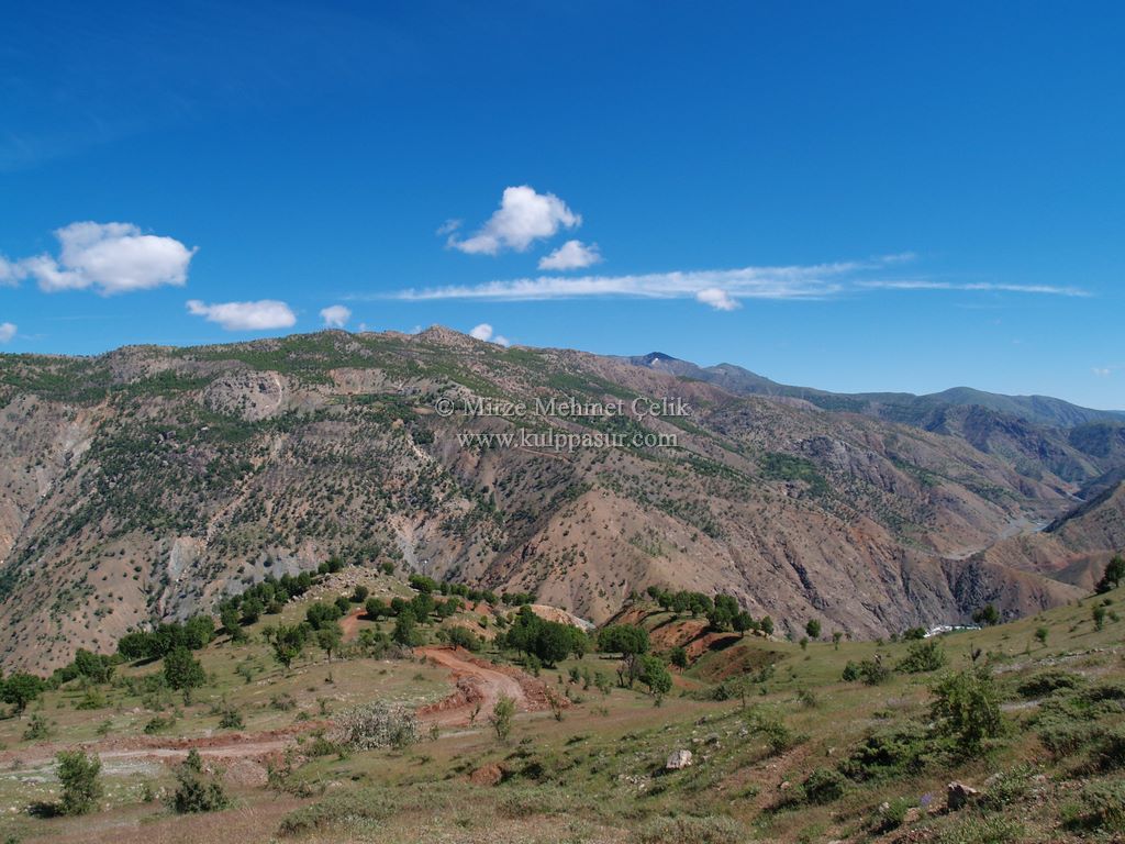 AĞAÇKORUR(BEYROK)