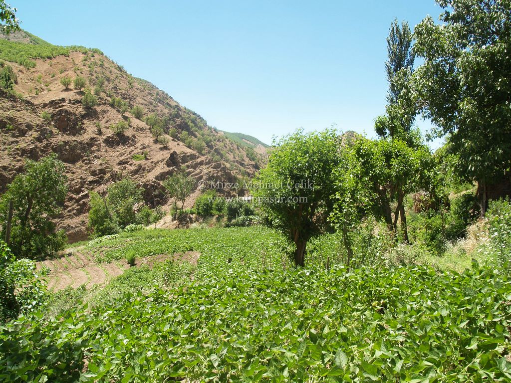 Ağıllı Gomag