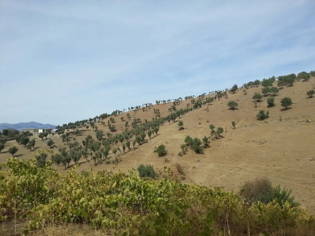 Fotoğraf