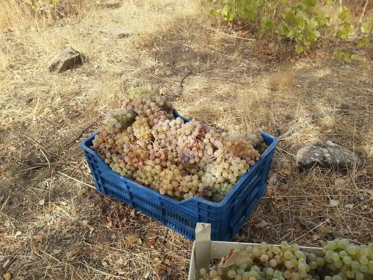 Fotoğraf